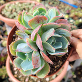 Echeveria Caribbean