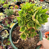 Aeonium Arboreum cv. - Succulents Depot