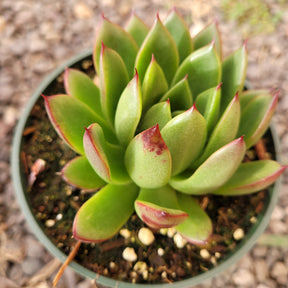 Echeveria agavoides 'Christmas'