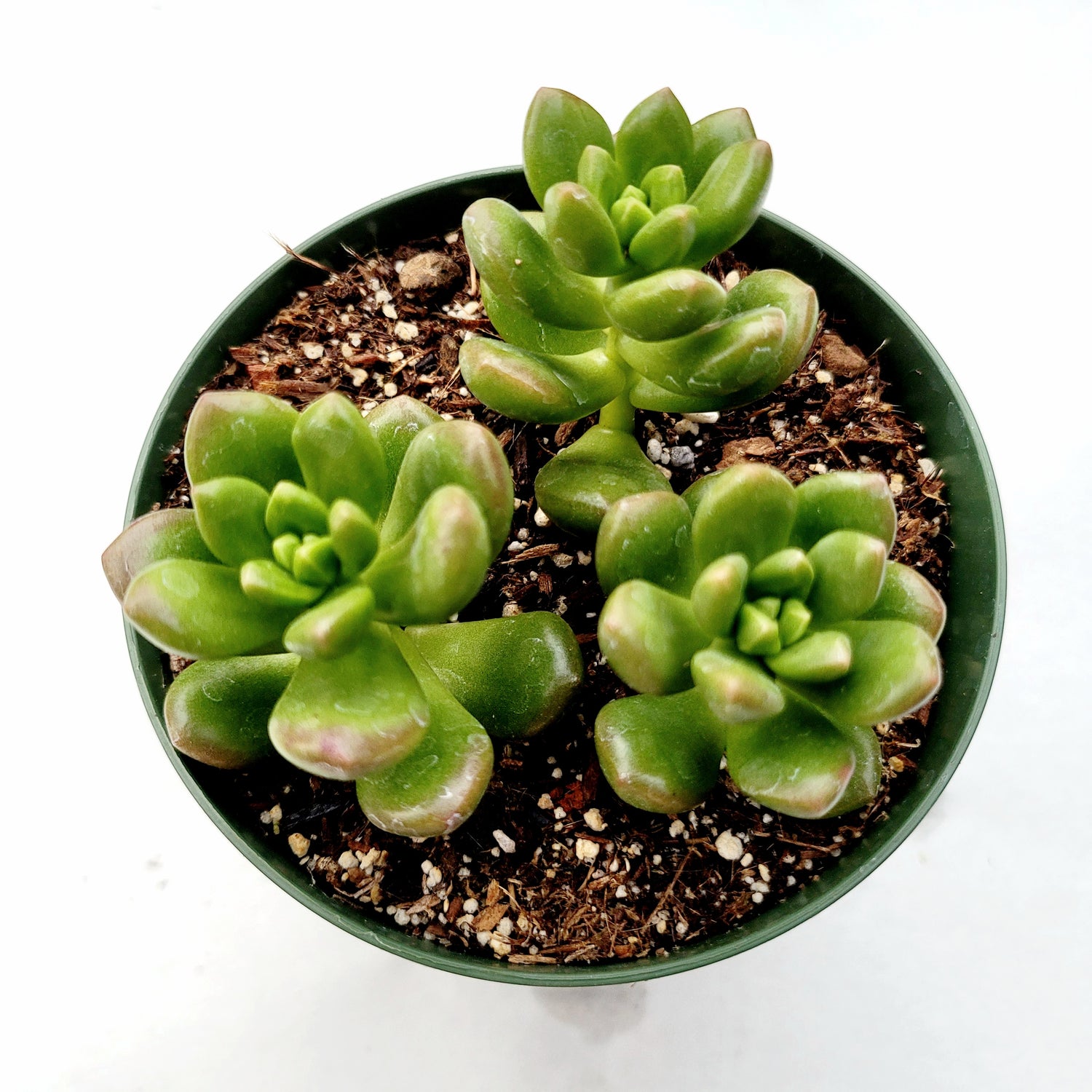 Sedum lucidum 'Obesum'