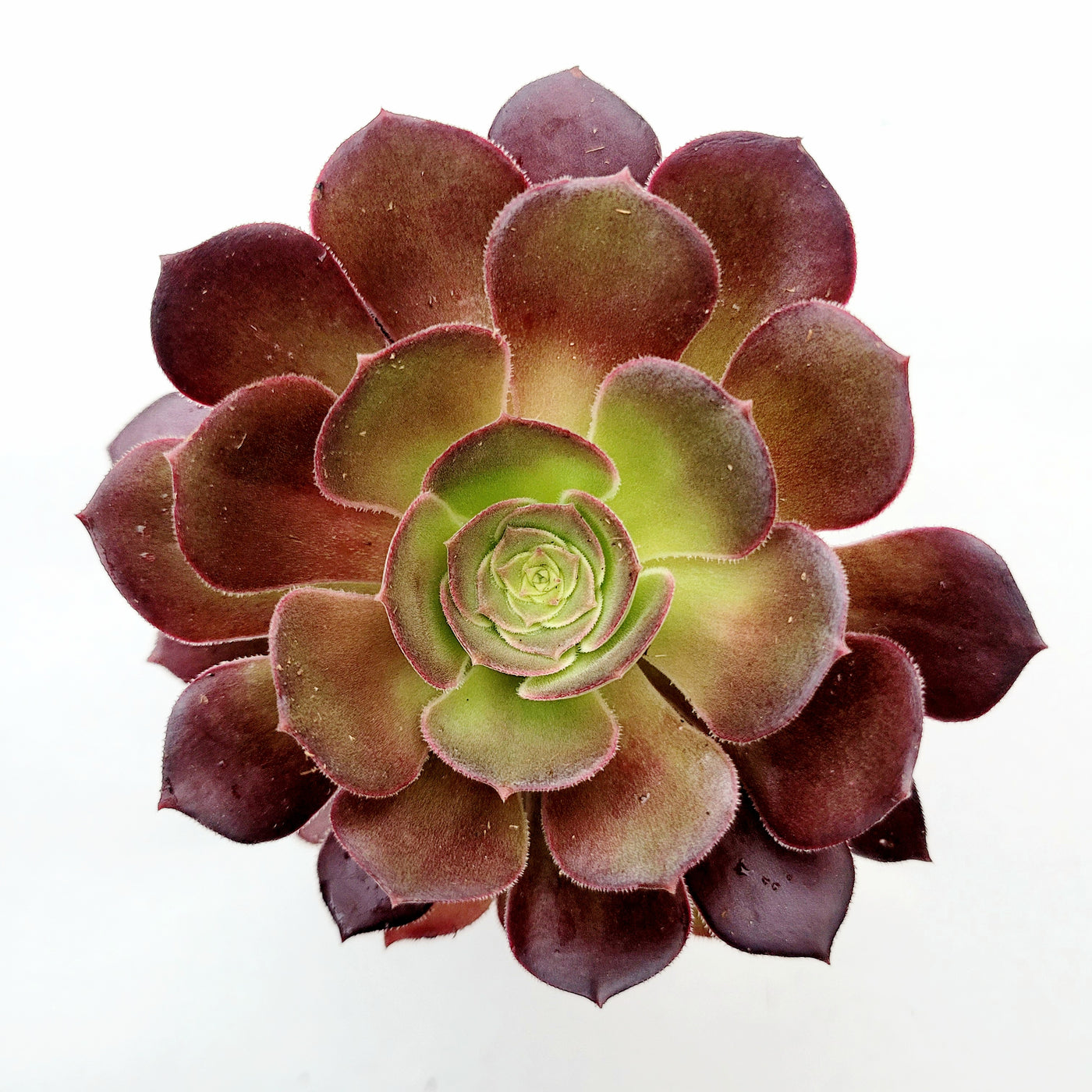 Aeonium 'Blushing Beauty'