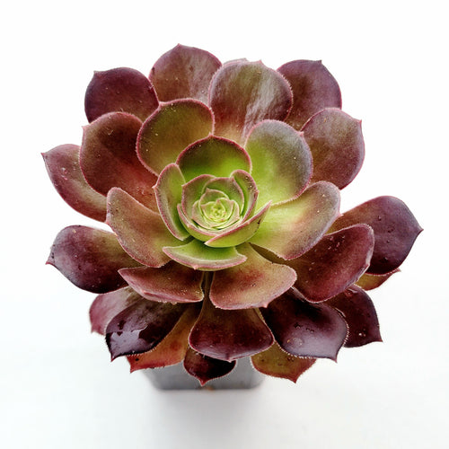 Aeonium 'Blushing Beauty'