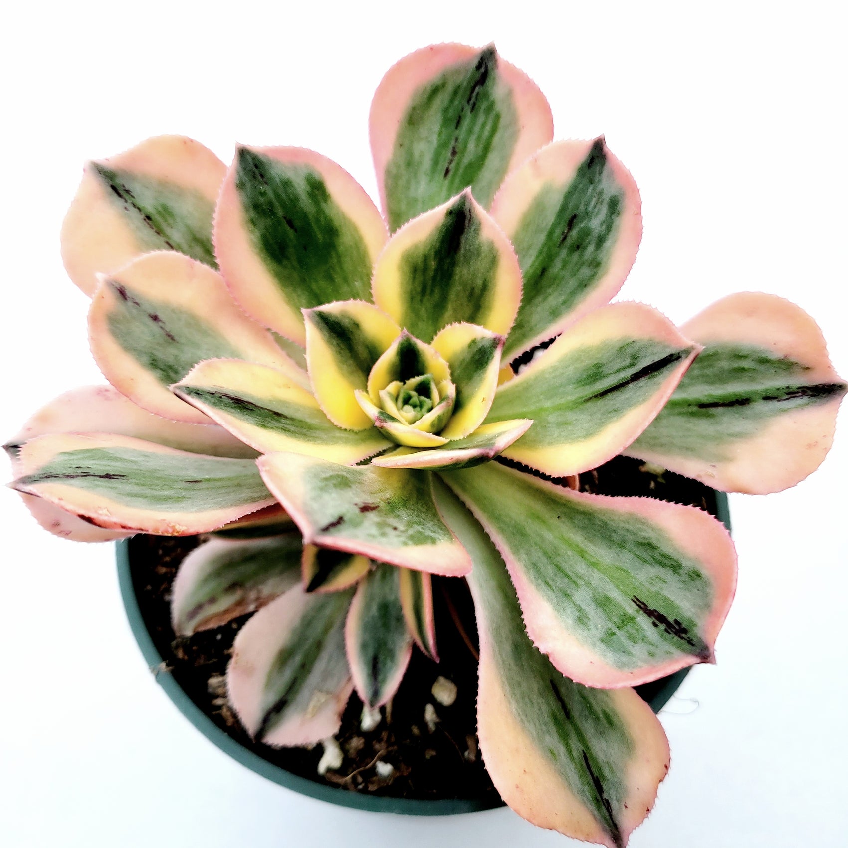 Aeonium 'Sunburst'