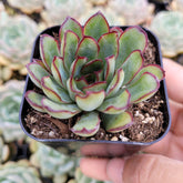 Echeveria Mexican Pulidonis