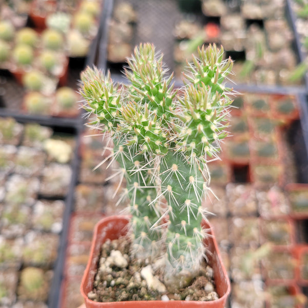 Austrocylindropuntia Cylindrica