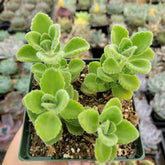 Plectranthus tomentosa - Vicks Plant - Succulents Depot