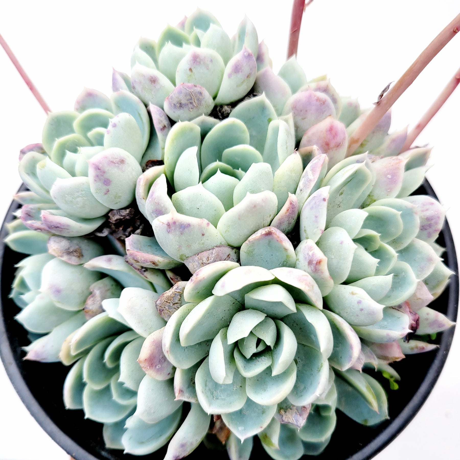 Echeveria 'Raspberry Ice' - Succulents Depot