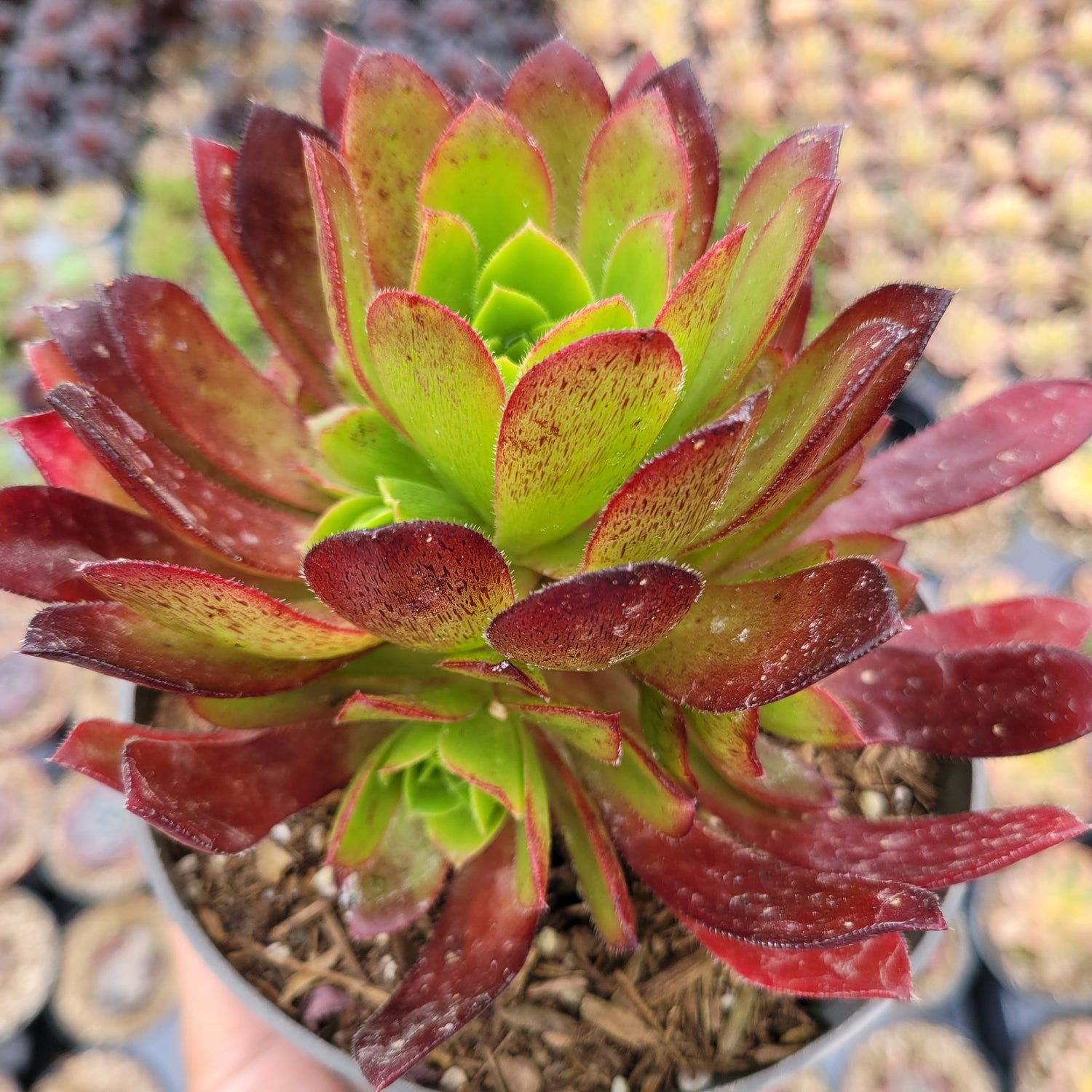 Aeonium 'Firecracker'