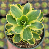 Sedum alboroseum 'Mediovariegatum' Variegated - Succulents Depot