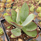 Cotyledon 'Mint Truffles'