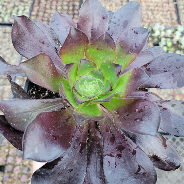 Aeonium 'Cyclops'