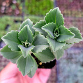 Plectranthus neochilus Mike's Fuzzy Wuzzy