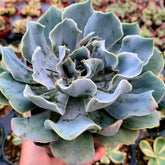 Echeveria 'Blue Frills' - Succulents Depot