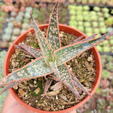 Aloe 'Pink Blush' - Succulents Depot