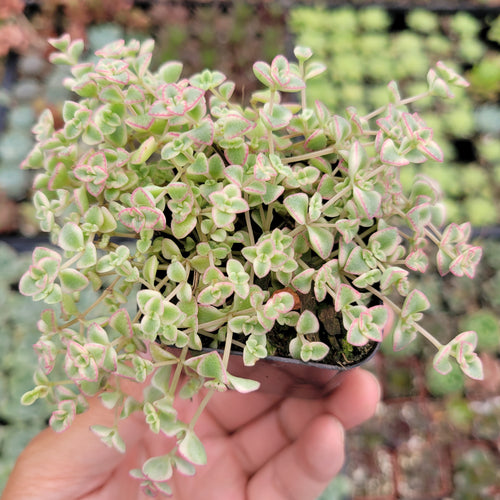 Sedum 'Little Missy'