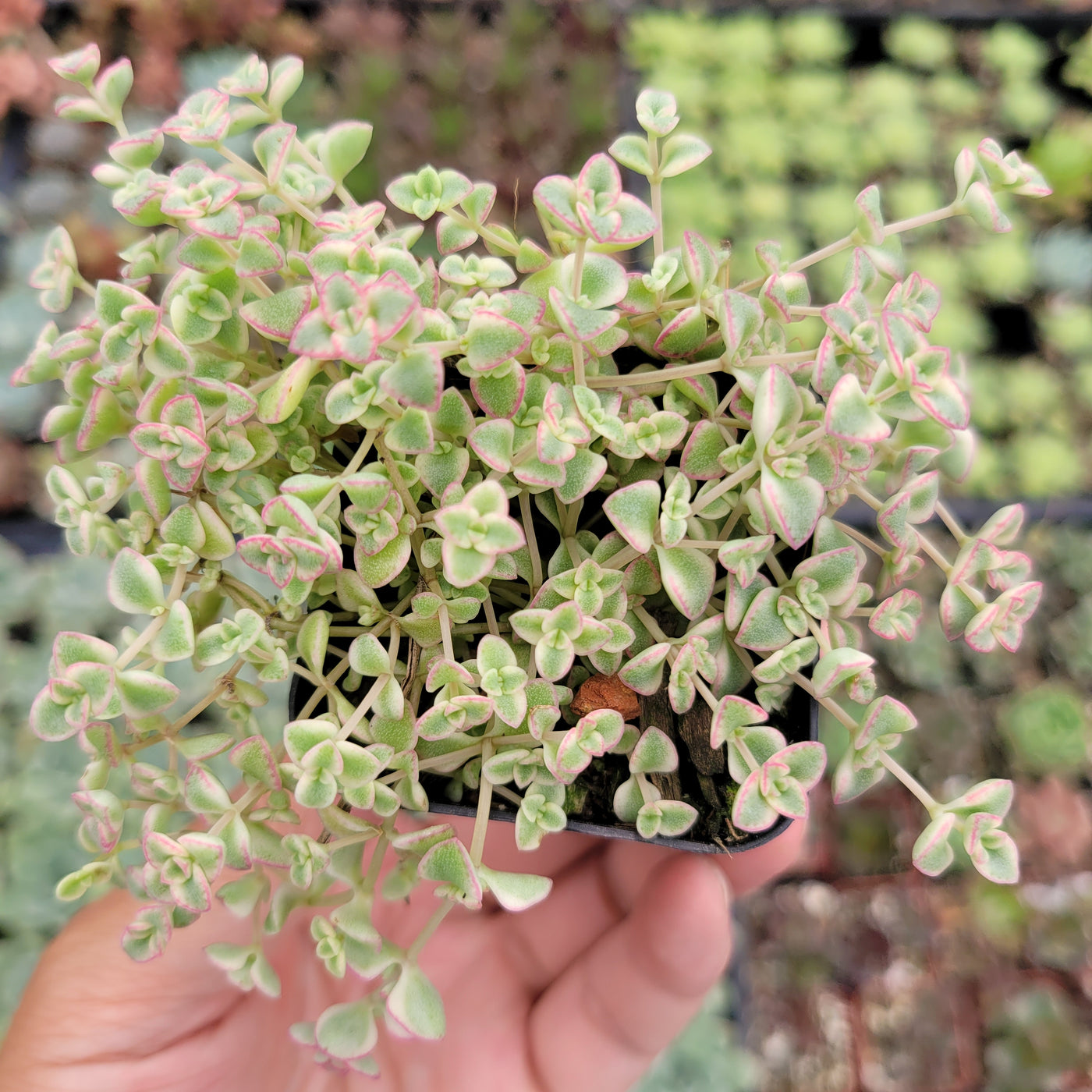 Sedum 'Little Missy'