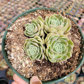 Echeveria Onslow - Succulents Depot