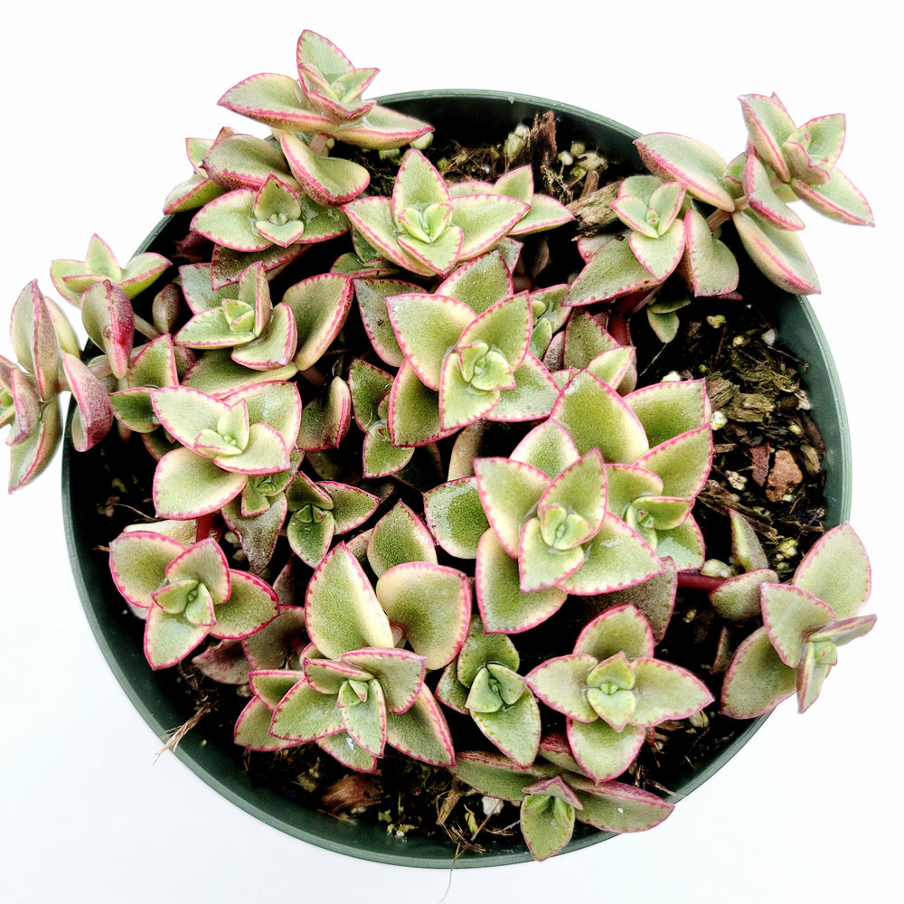 Crassula marginalis rubra Variegata 'Calico Kitten'