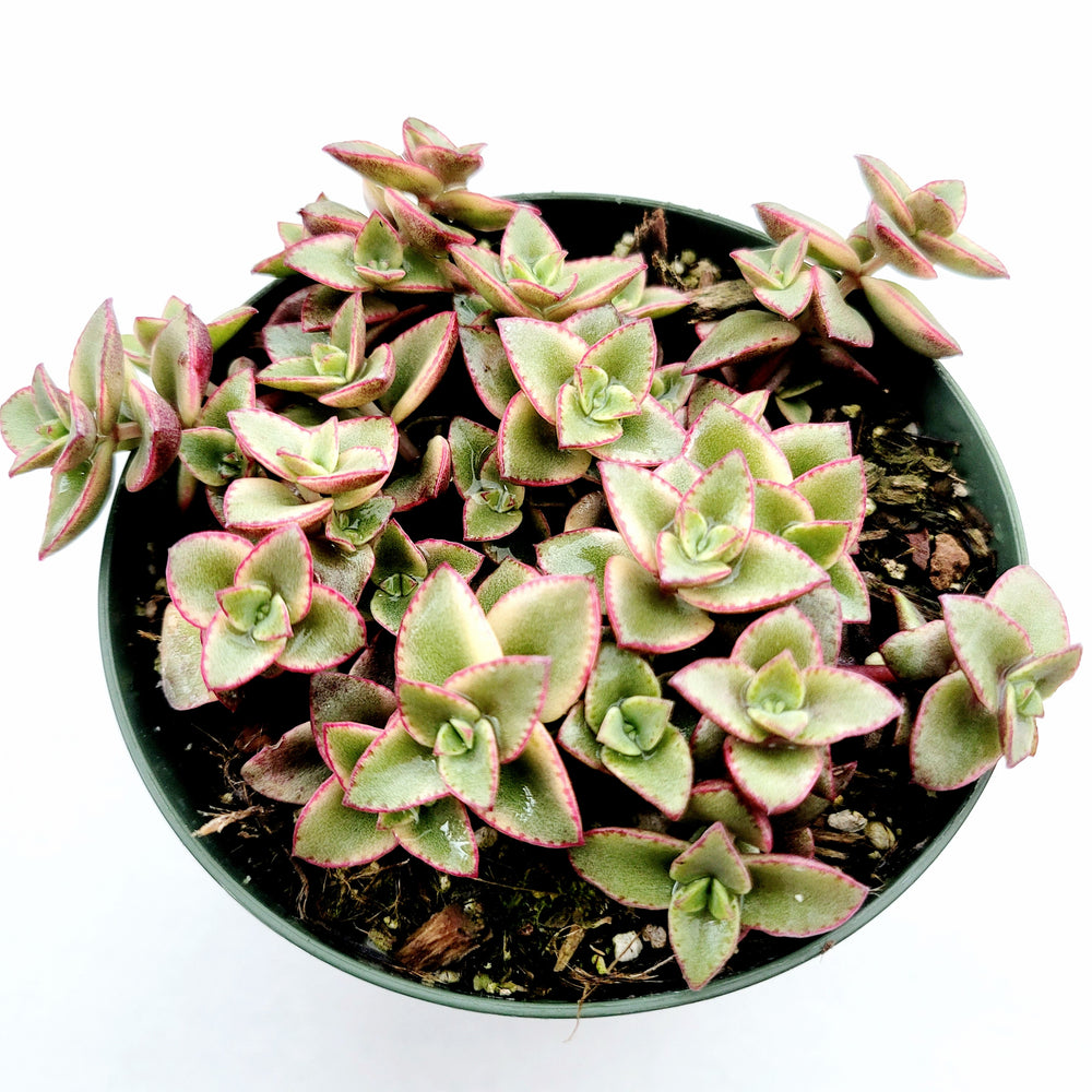 Crassula Marginalis Rubra Variegata Calico Kitten