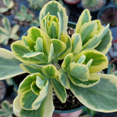 Sedum alboroseum 'Mediovariegatum' Variegated - Succulents Depot