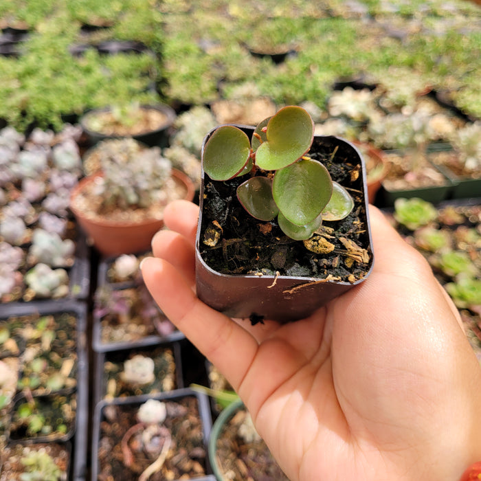 Peperomia 'Ruby Cascade'