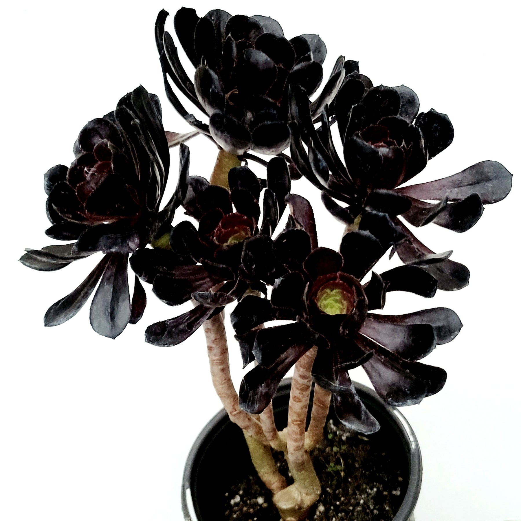 Black Wash - Dark Rose Miniatures