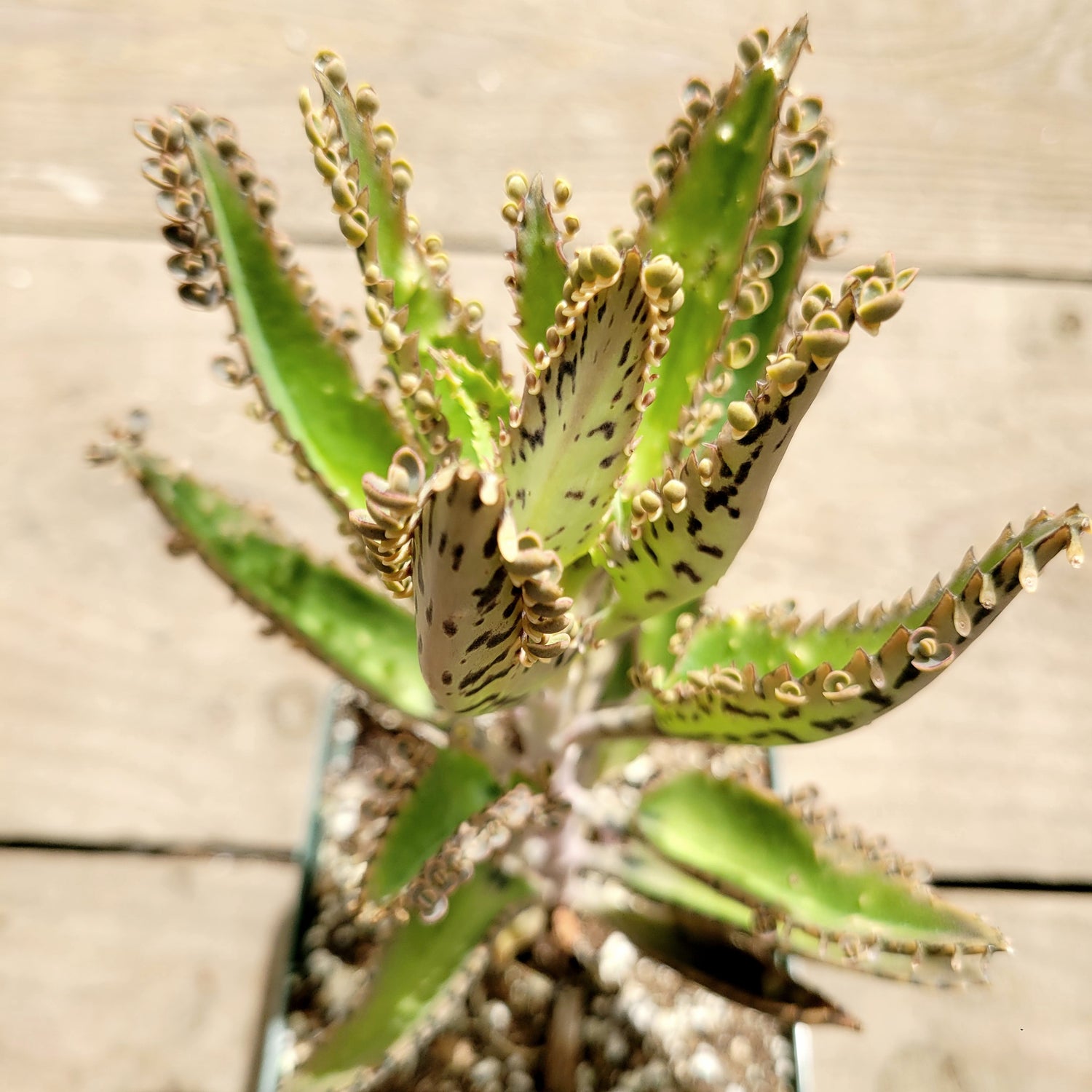 Kalanchoe tubiflora 'Mother of Millions'