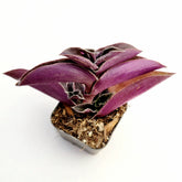 Tradescantia pallida 'Purple Heart' Wandering Dude