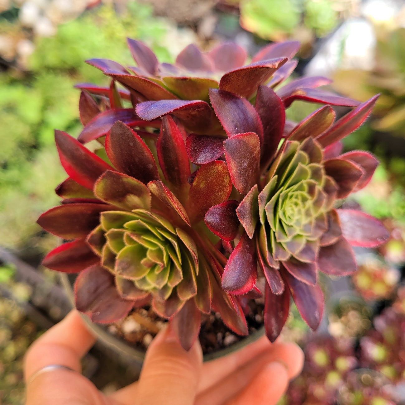 Aeonium 'Fiesta'