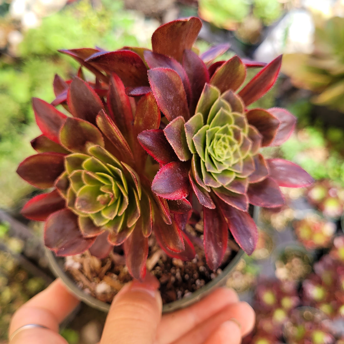 Aeonium 'Fiesta'