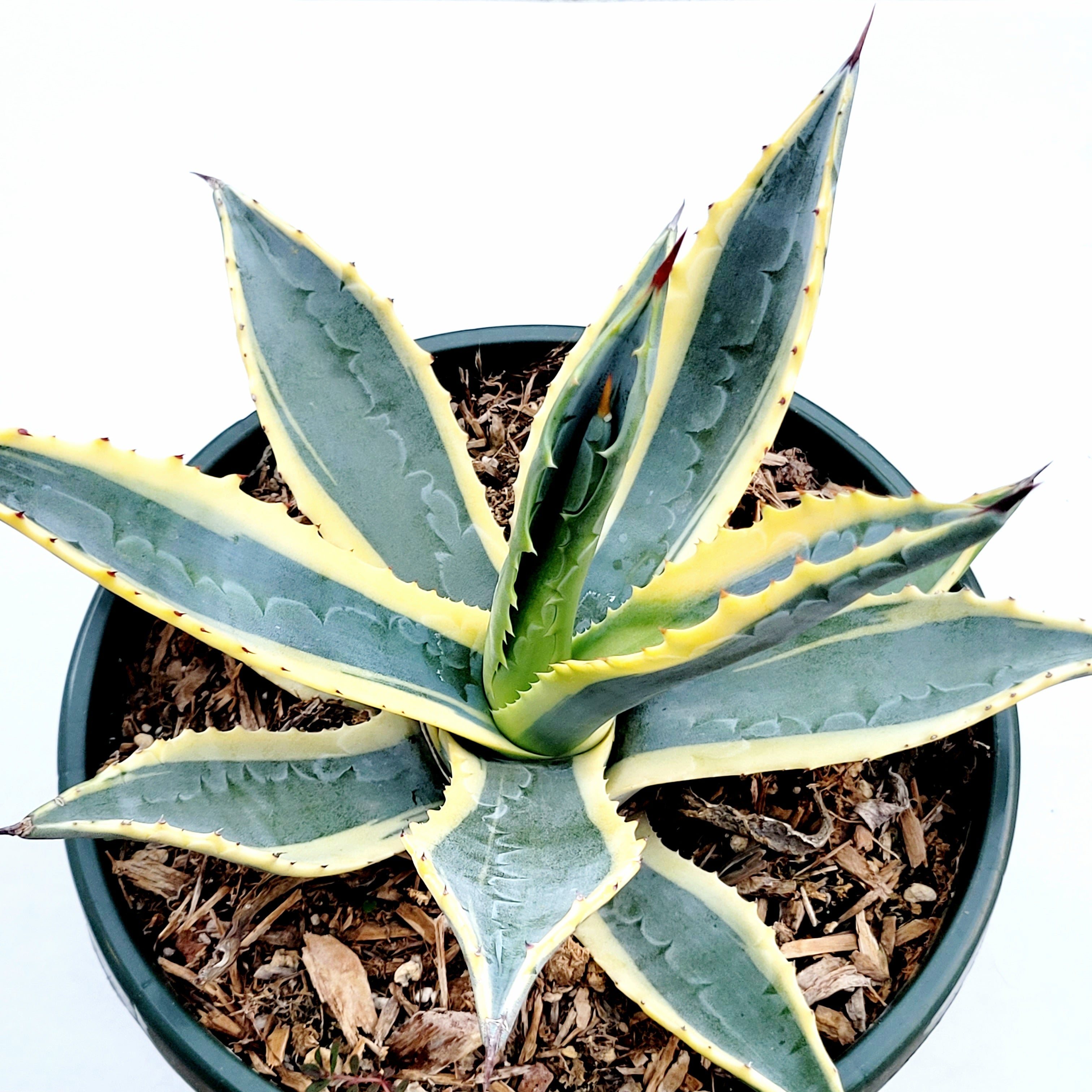 Agave americana Variegata -