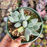 Pachyphytum 'Moon Silver' - Succulents Depot