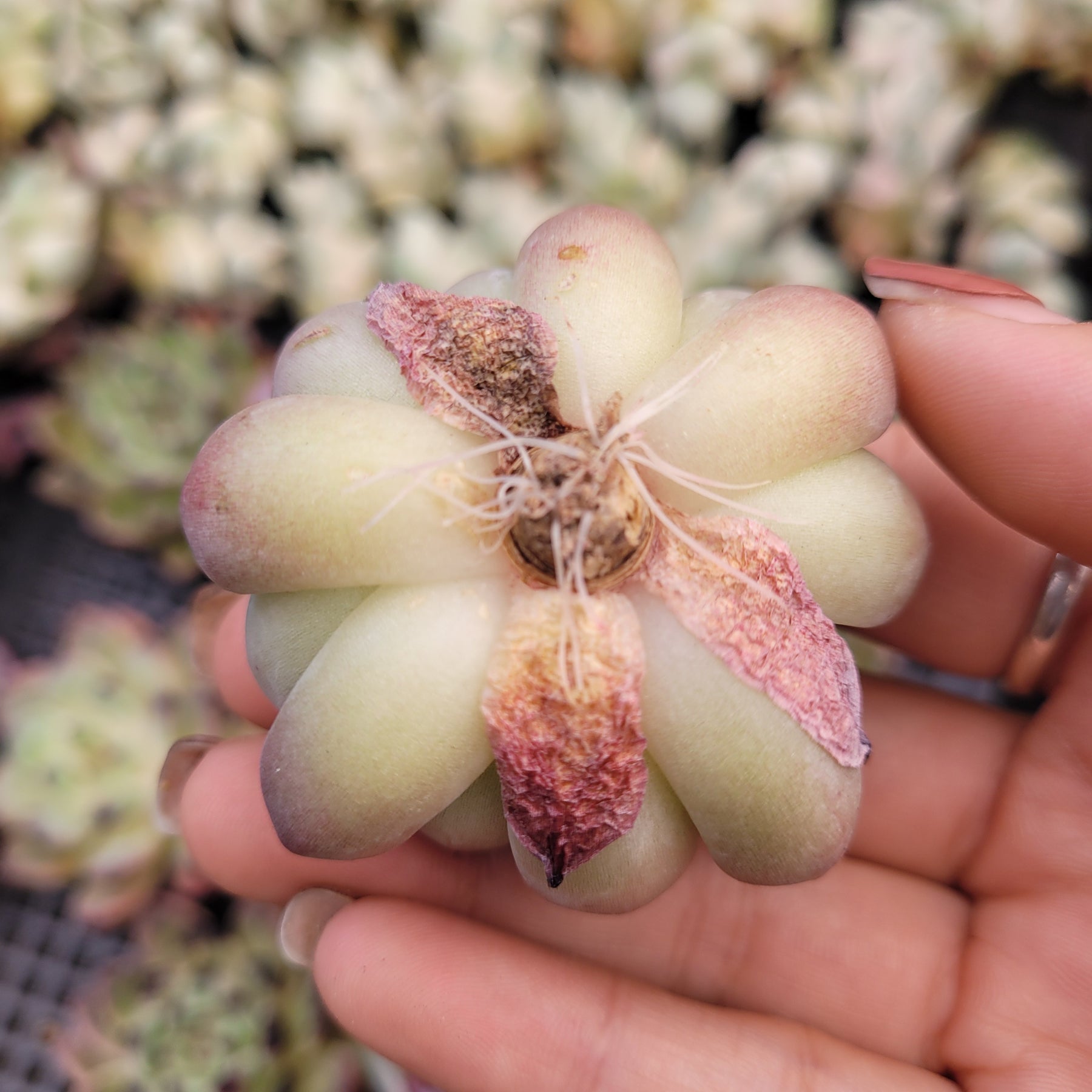 Echeveria Black Tips