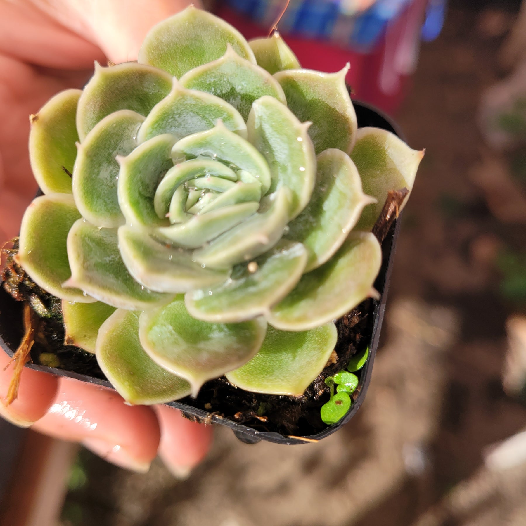 Echeveria Onslow - Succulents Depot