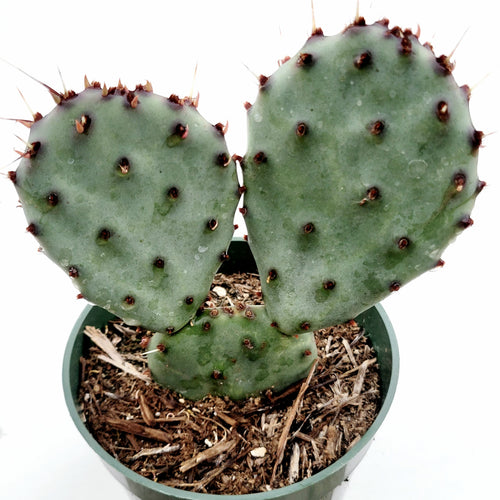 Opuntia santarita Santa Rita Purple Prickly Pear Cactus