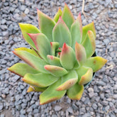 Echeveria agavoides 'Frank Reinelt'