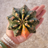 Gymnocalycium Mihanovichii variegated