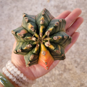 Gymnocalycium Mihanovichii variegated