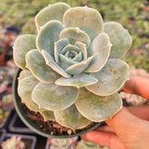 Graptoveria 'Lovely Rose' - Succulents Depot