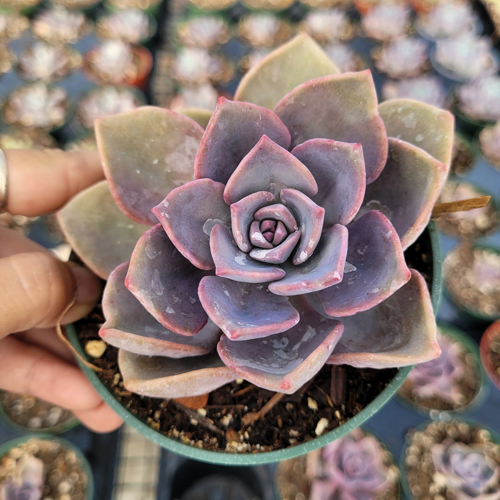 Graptoveria Mrs Richards