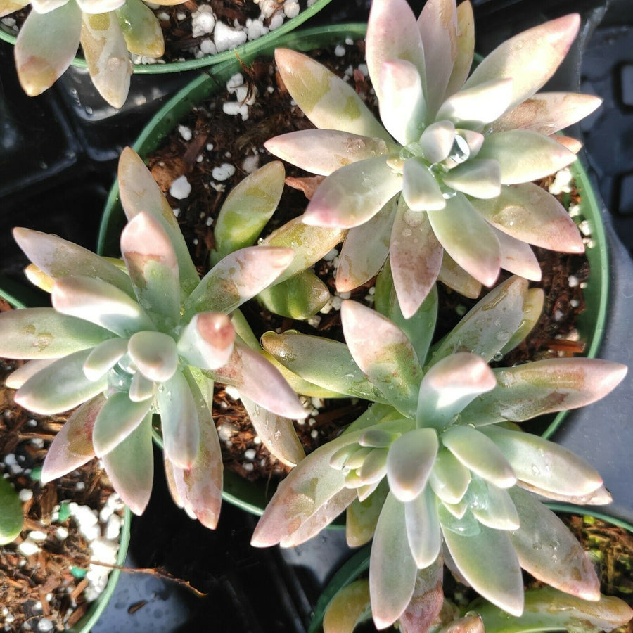 Graptosedum 'francesco Baldi'