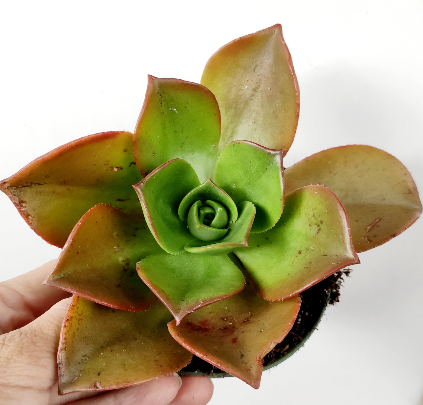 Aeonium nobile - Succulents Depot