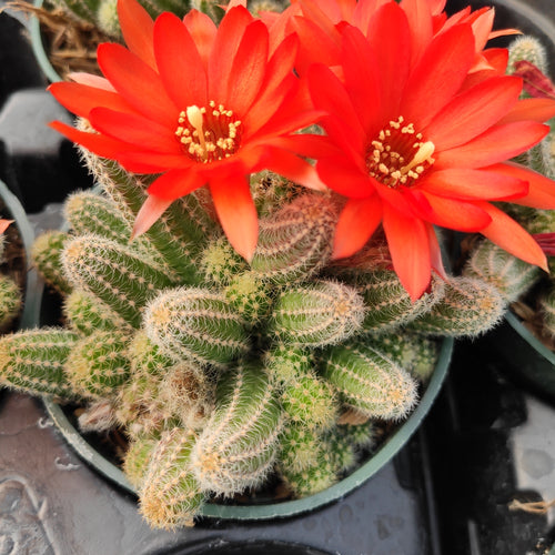 Echinopsis chamaecereus Peanut Cactus