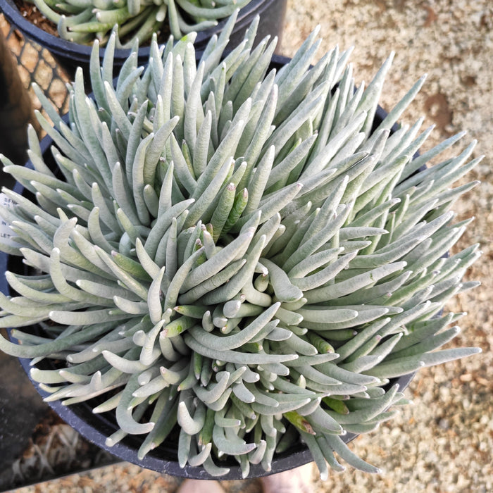 Senecio scaposus