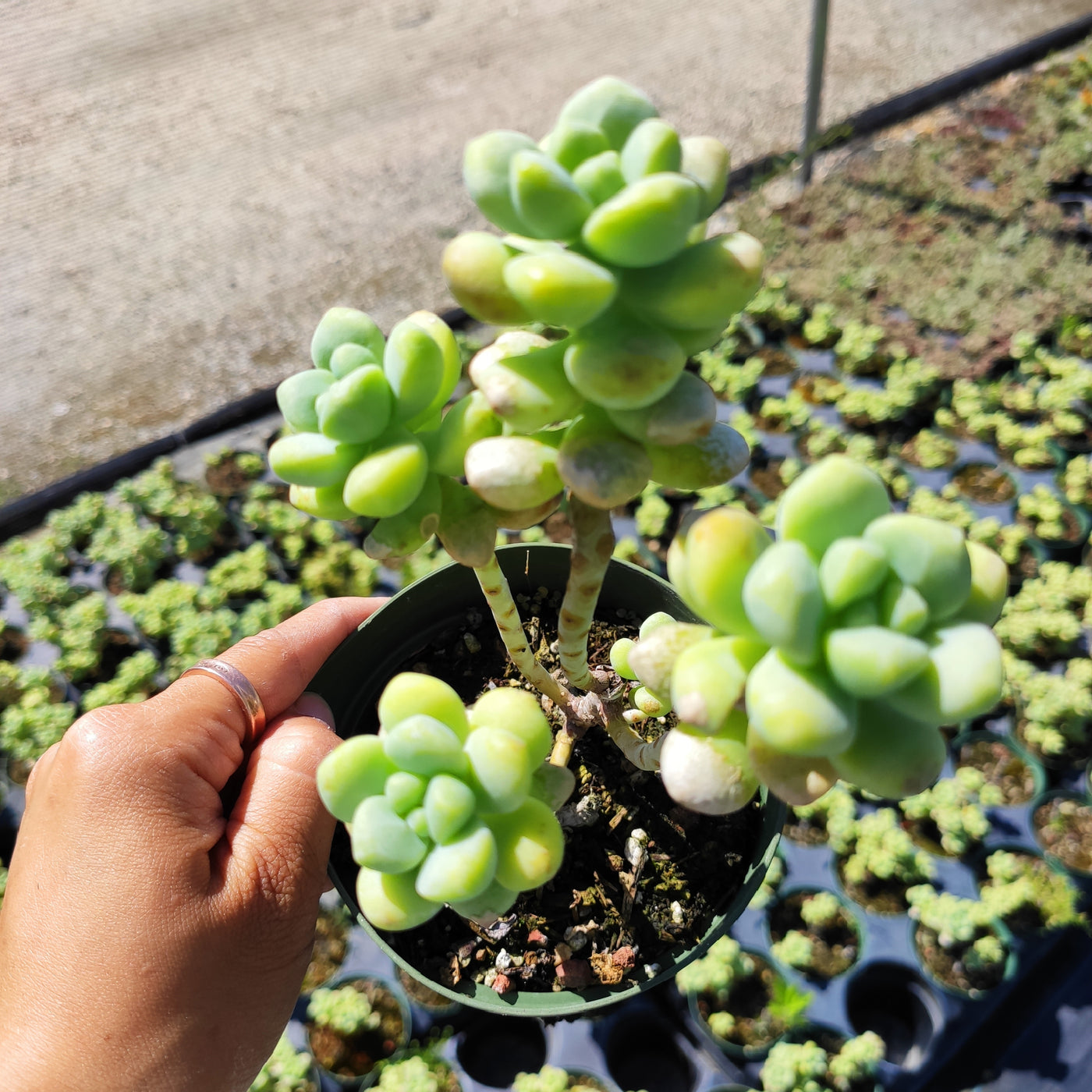 Sedum treleasei - Succulents Depot