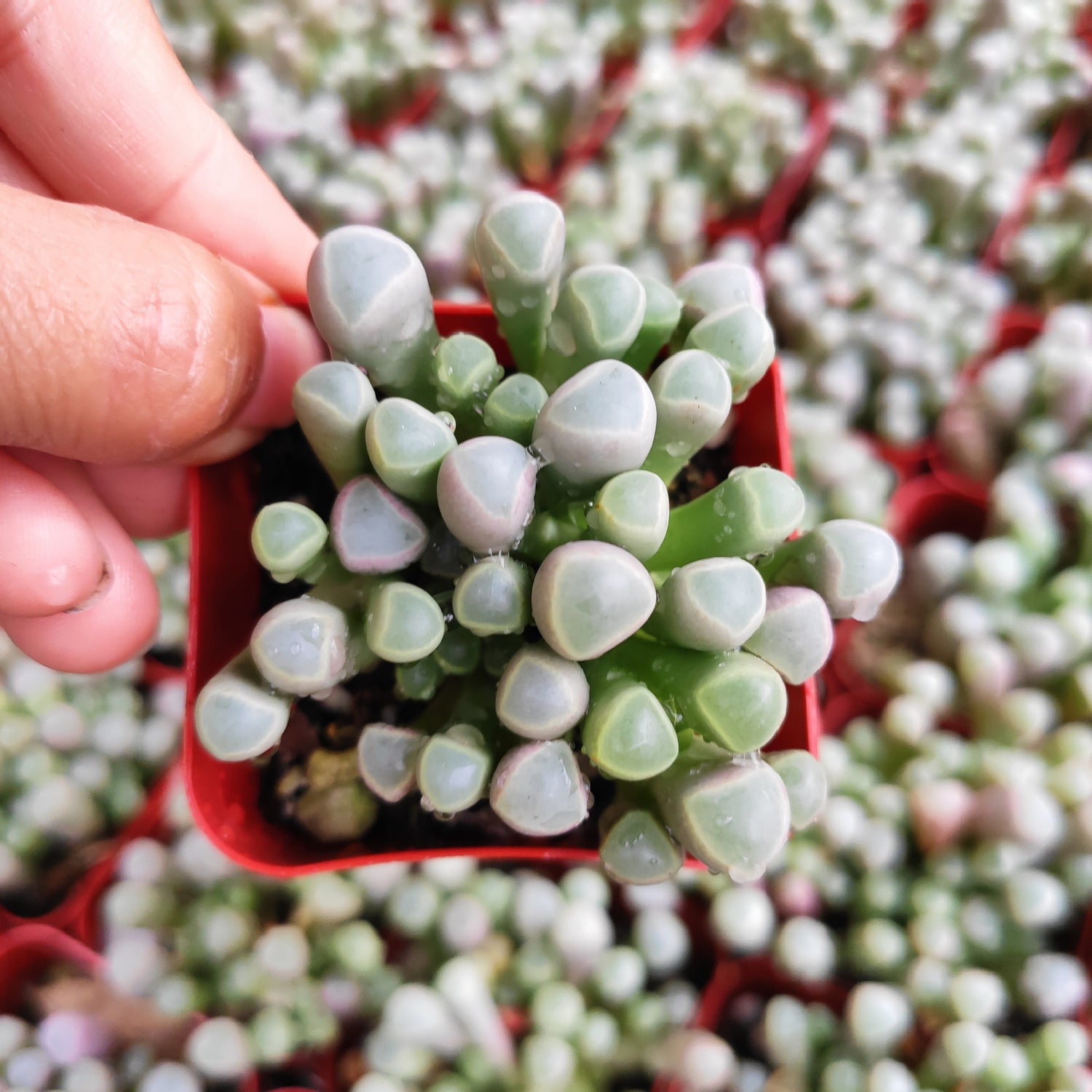 Fenestraria rhopalophylla 'Baby Toes'