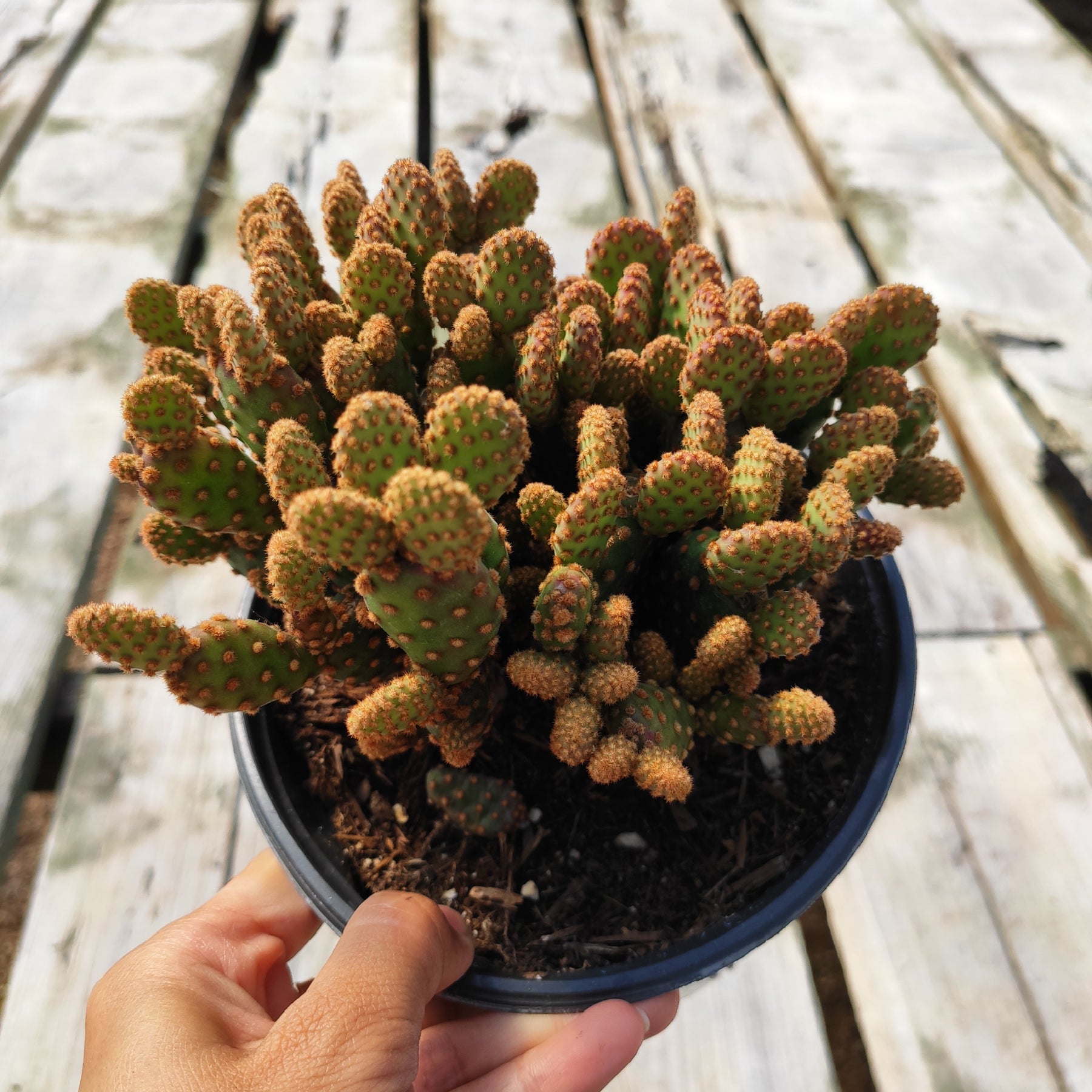 Cutest Little Mini Cactus Pack  Live Cactus Assorted Pack for Sale Online  - Succulents Box