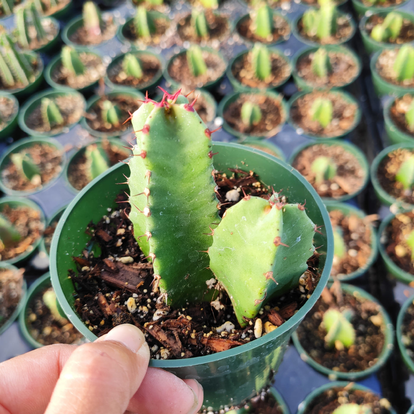 Euphorbia Resinifera Rare Succulent Plant Shown in 4" Pot - Succulents Depot