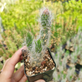 Austrocylindropuntia Vestita Cotton Cactus - Succulents Depot