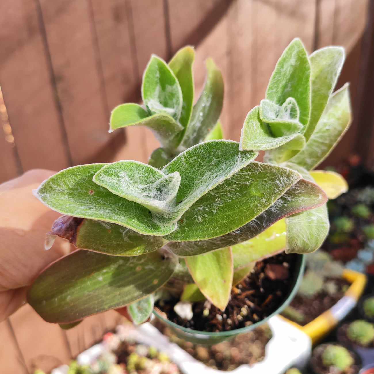 Tradescantia sillamontana 'White Velvet' Wandering Dude